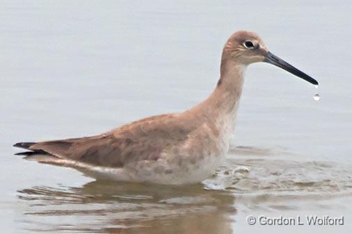 Dripping Willet_31938.jpg - Willet (Tringa semipalmata) photographed along the Gulf coast near Port Lavaca, Texas, USA.